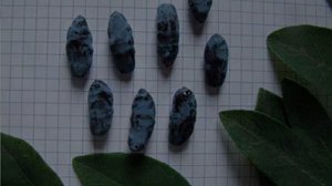 Жимолость Камчадалка