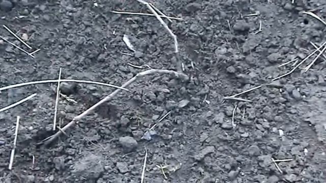 Виноград.Обрезка молодого куста весной смотреть онлайн