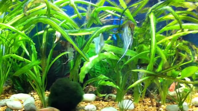 Fu's 10 gal fish tank смотреть онлайн