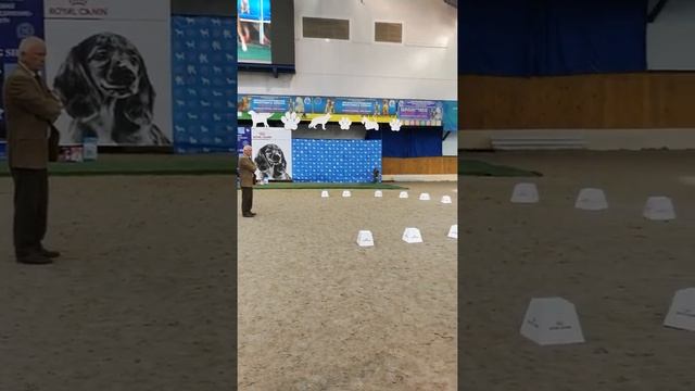 Кангал. Международная выставка в г. Минск. БЭСТ 2 группы. смотреть онлайн