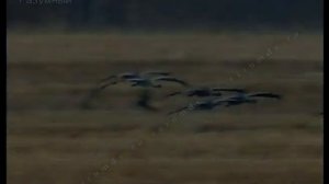 Птицы весной (сюжет из цикла «Оседлые и перелетные птицы») (Средняя полоса России)
