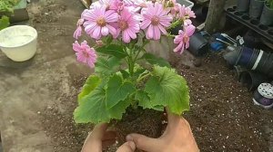 Пересаживаем цинерарию, собираем семена.