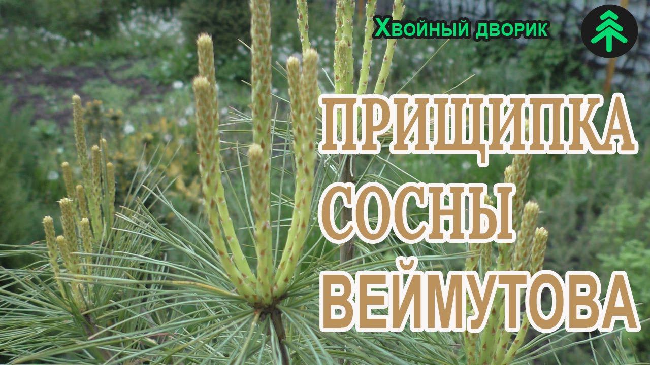 Как прищипать сосну Веймутова для того чтобы она была пышной и набитой смотреть онлайн
