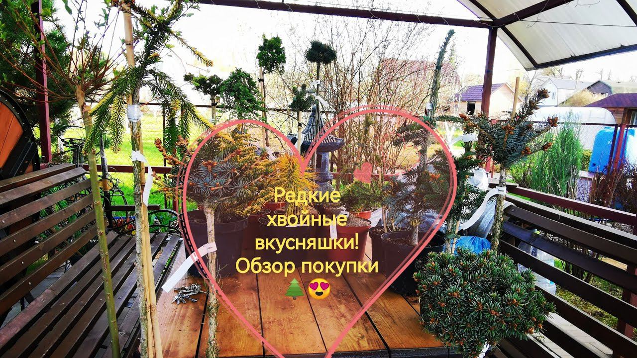 Редкостная редкость! Обзор покупки хвойных редких растений! Часть первая 30 апреля 2023г смотреть онлайн