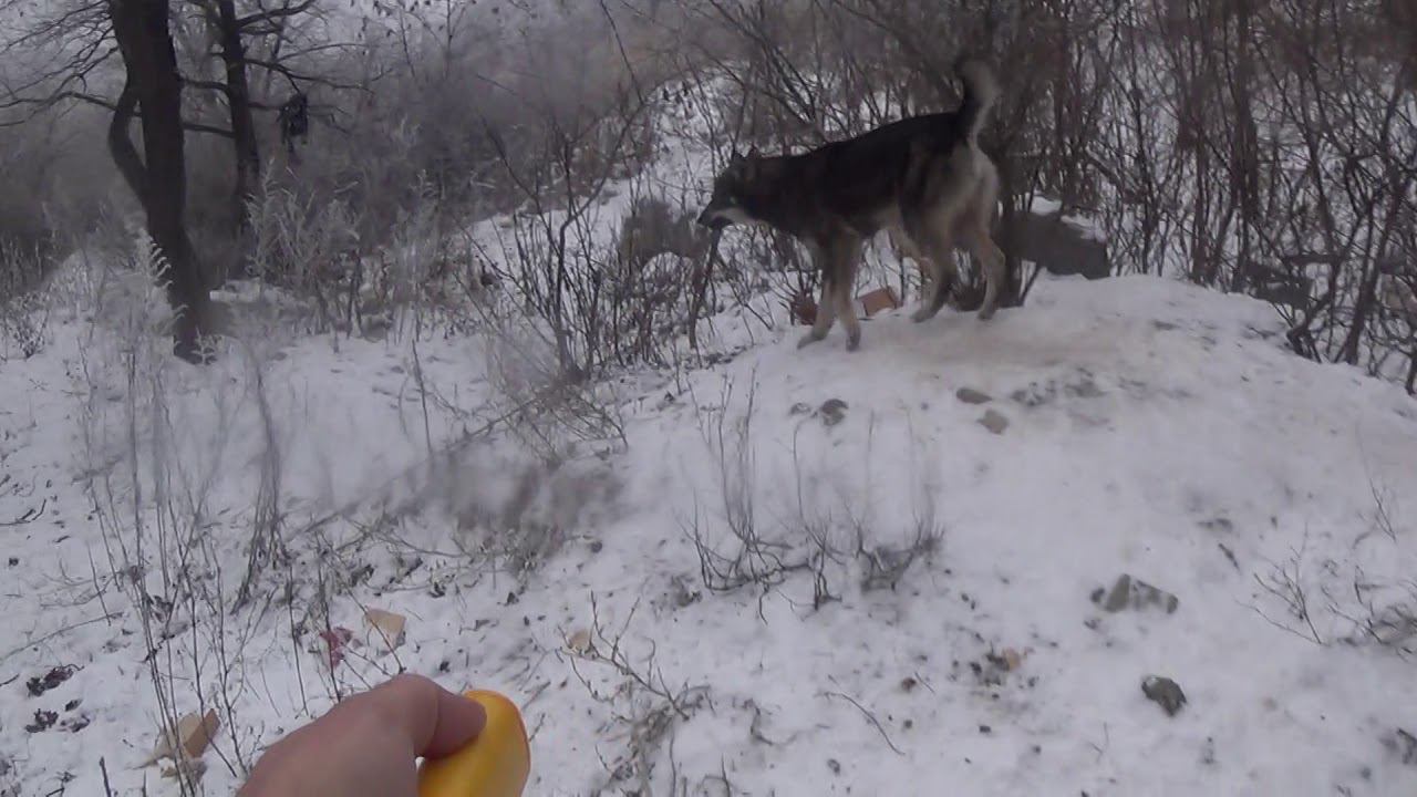 Китайский отпугиватель собак работе. смотреть онлайн