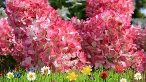 Гортензия метельчатая Пинк Даймонд ? Посадка. саженцы, крупномеры гортензии: особенности сорта