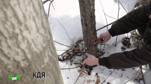 Капкан КДя - снят с производства!