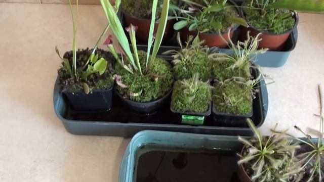 Мой хищный садик. смотреть онлайн