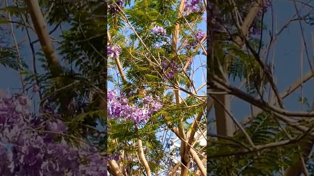 Жакаранда цветет в Сароне. Тель-Авив. смотреть онлайн