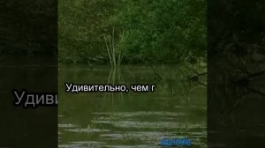 Цитаты Виктора Пелевина