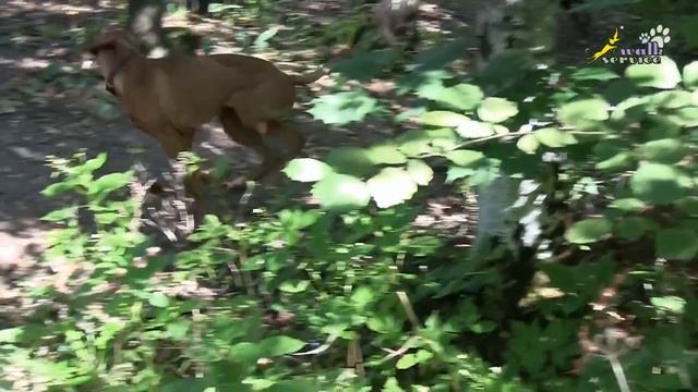 Почему щенок хочет бежать впереди всех_ Вопрос кинологам и зоопсихологам, дрессировка собак смотреть онлайн