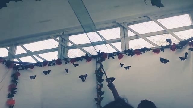 Видео про бабочек смотреть онлайн