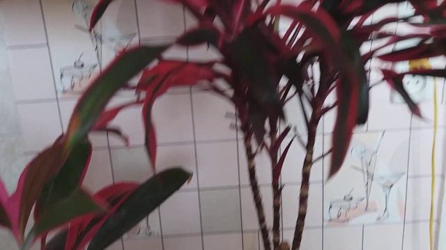 Что ещё нужно знать о цветке Кордилина.