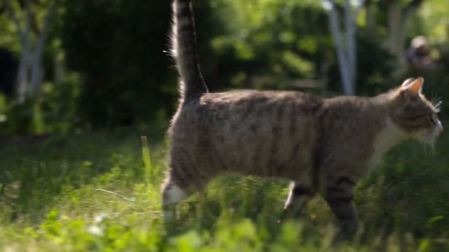 Дудергоф | a Sony A6300 Cinematic Video смотреть онлайн