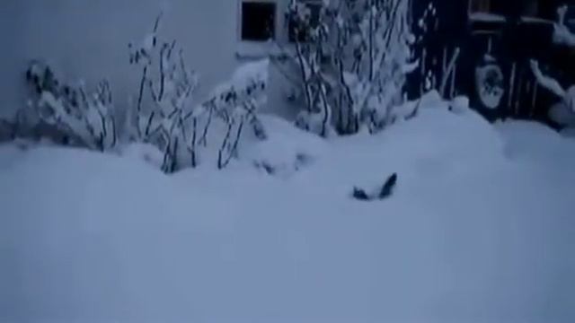 Вот как примерно коты выживают, если на улице много снега :) смотреть онлайн