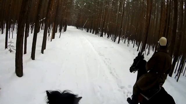 Зимняя прогулка верхом на лошадях. смотреть онлайн