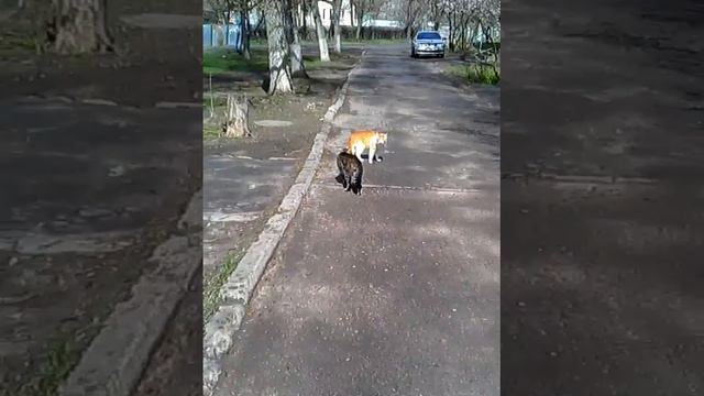 Разборки местных авторитетов смотреть онлайн