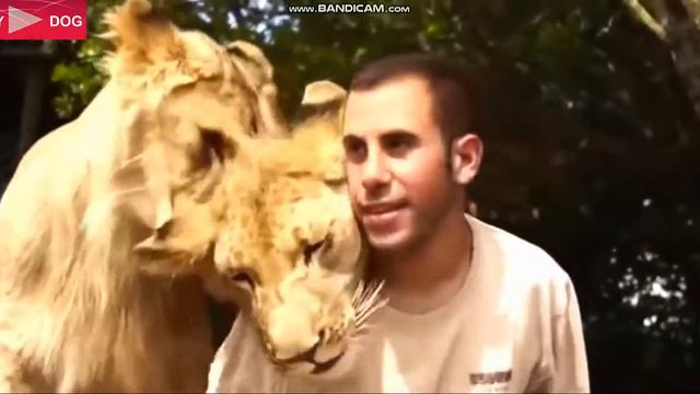 ЛУЧШИЕ ПРИКОЛЫ ПРО ЖИВОТНЫХ смотреть онлайн