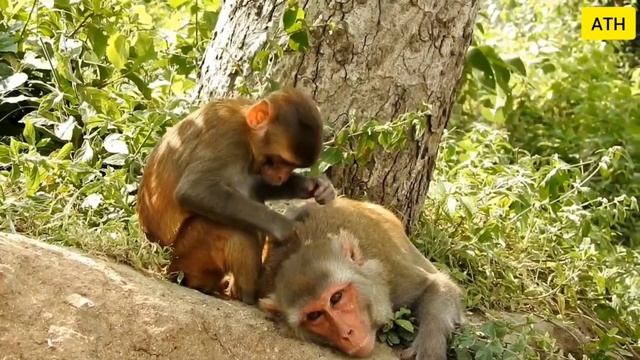 Who Is The Most Dangerous Monkey In The World смотреть онлайн