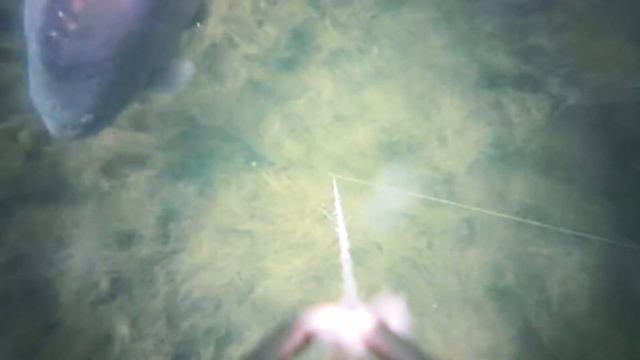 FishSpy Fishing Camera - Real Time Video Streaming смотреть онлайн