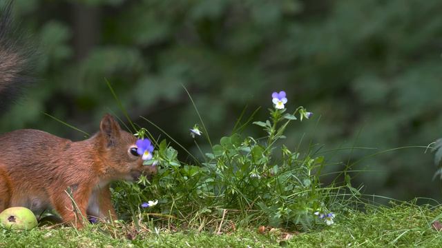 Природа. Живая Природа. Птицы, Белки,Животные. Пение Птиц. Звуки Леса