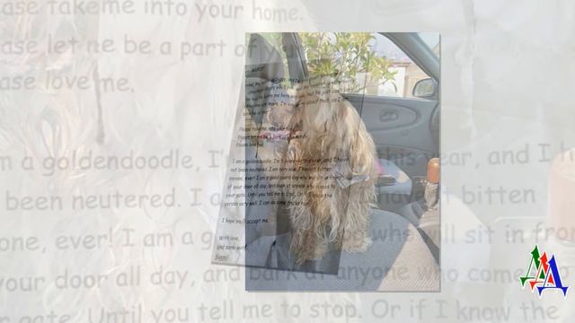 Мужчина нашёл собаку, и она заставила его плакать... смотреть онлайн