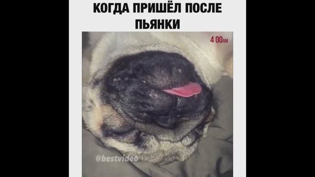 Эпицентр Юмора #5 L MC Дружко Читает РЭП / Мозг с Утра / Когда Пришел после Пьянки