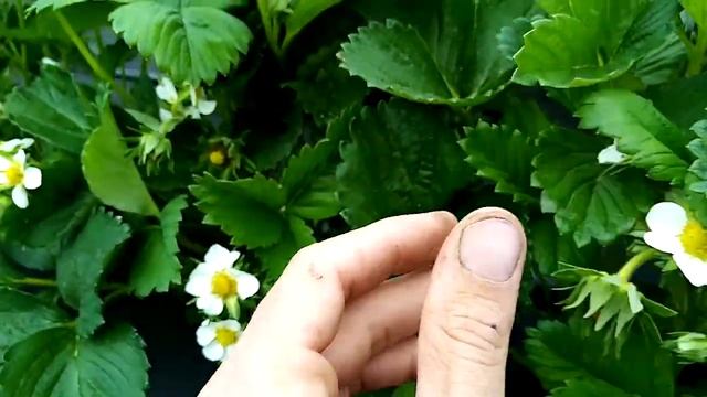 Одна из причин загнивания ягоды клубники. смотреть онлайн