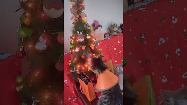 первое рождество и новый год Тими 😂❤️❤️❤️ смотреть онлайн