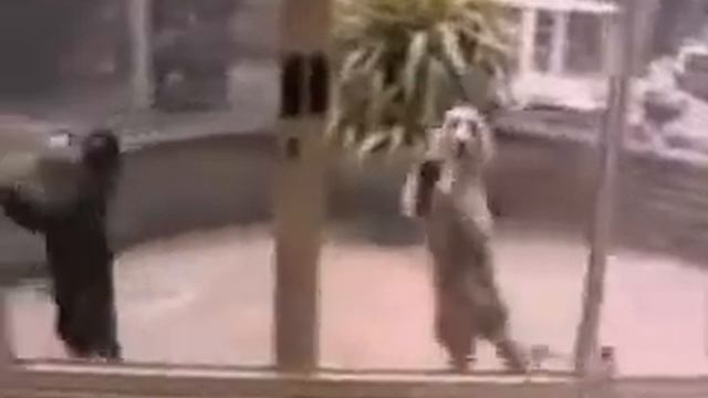 Приколы с кошками и собаками смотреть онлайн