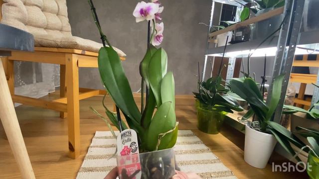 Phal. Mountion з уцінки смотреть онлайн