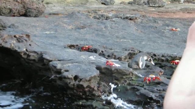 Galapagos Penguin смотреть онлайн