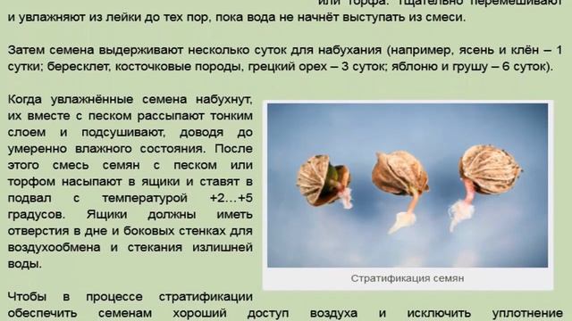 Стратификация семян когда она нужна и какова ее методика смотреть онлайн