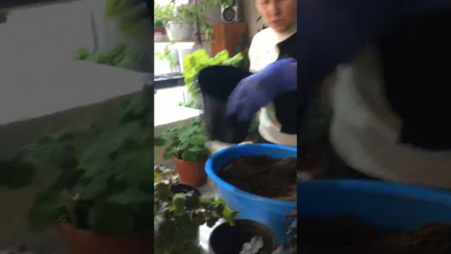 Перевалка пеларгоний . Подготовка к весне . смотреть онлайн