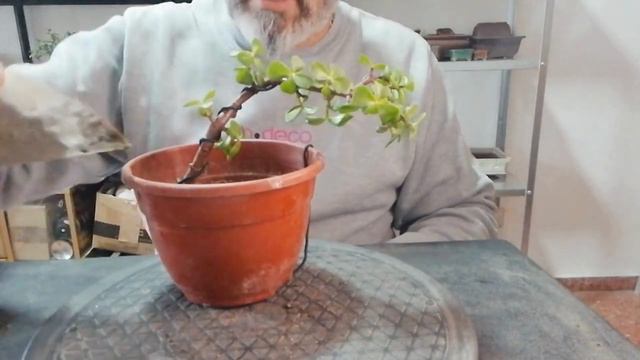 PORTULACARIA, UN "BONSAI" DISTINTO #bonsái #arboles #naturaleza #plantas смотреть онлайн