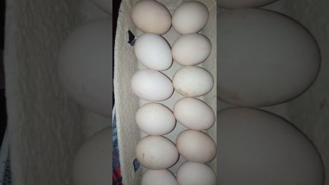 С 25 марта ЗАНЕСЛИСЬ КУРЫ ПОРОДЫ ФЕНИКС смотреть онлайн