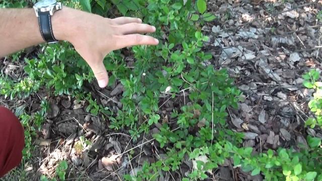 Tövises sövény : Tűztövis metszése - Pyracantha coccinea 'Orange Glow' смотреть онлайн