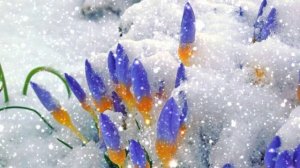 Футаж. Цветы на снегу 24  Footage. Flowers in the snow 24