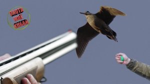 ОХОТА НА ВАЛЬДШНЕПА С МАНКОМ