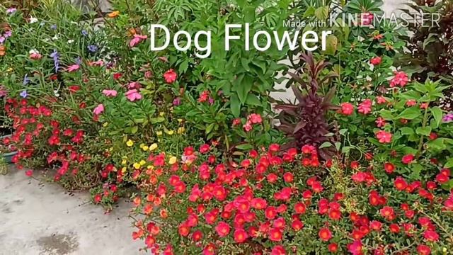1289 -List of Flowering Plants for growing in Sept./September me lagaye jane wale flowering Plants смотреть онлайн