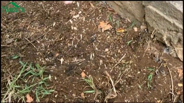 ?? Копать или не копать? Как готовить грядки к следующему сезону - 7 дач смотреть онлайн