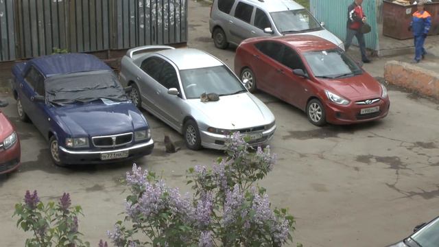Царь авто - кот залез на капот авто и взирает на всех с призрением! смотреть онлайн
