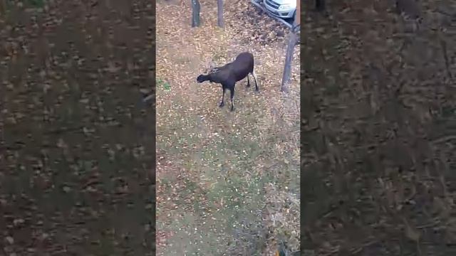 Лоси в заречном (смотрите до конца)) смотреть онлайн