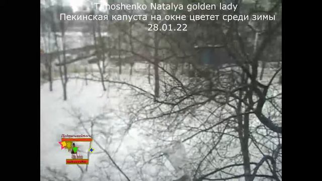 #Цветы пекинской капусты на подоконнике зимой смотреть онлайн
