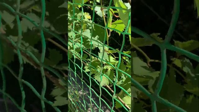 Виноград на балконе #всочиумаши смотреть онлайн