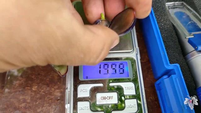 Урожай и особенности винограда Кишмиш Брависсимо. Есть ли косточки в ягодах этой гибридной формы? смотреть онлайн