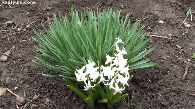 Посадка гиацинта в открытый грунт. смотреть онлайн