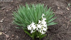 Посадка гиацинта в открытый грунт.