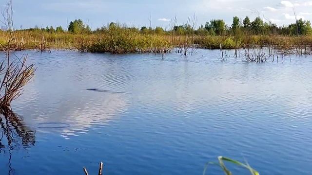 Рыбалка 9 мая на поплавок #рыбалка #рыбалка2023 #карасьнаудочку смотреть онлайн