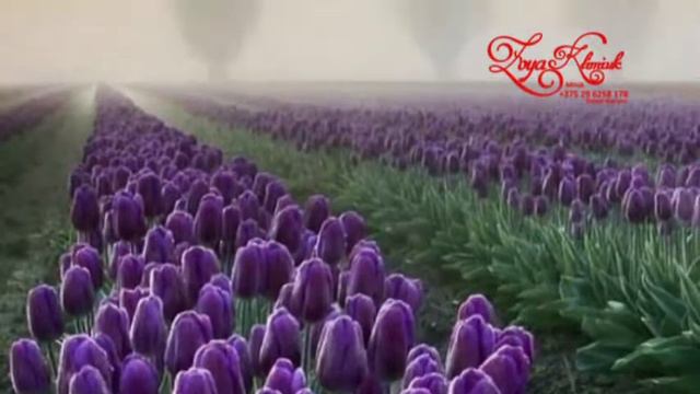 Рапсодия любви смотреть онлайн